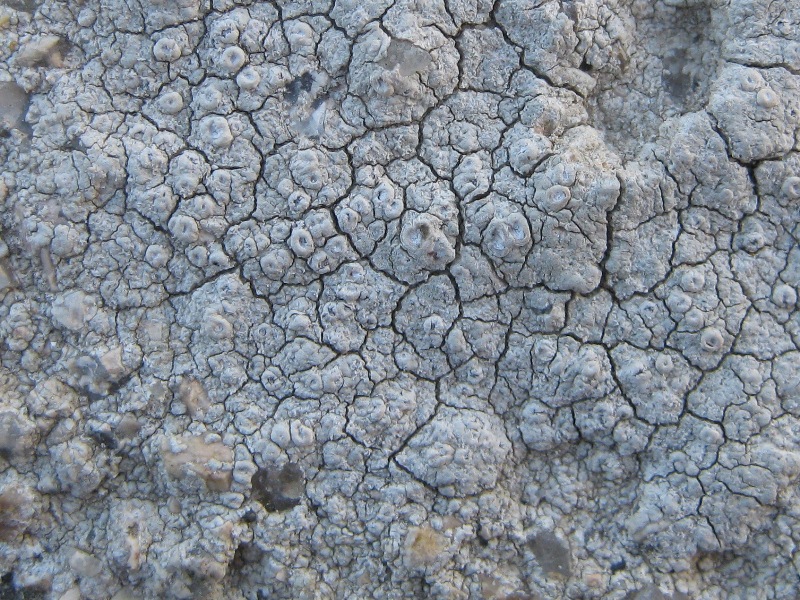 Ochrolechia: Da determinare